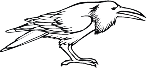 Crow Bird  Coloring Page